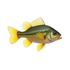Realistic Yellow Perch Fish Swimming Isolated on Transparent Background – High Resolution Stock Image