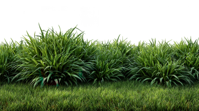 Lush green grass and plants isolated on transparent background create a vibrant and natural scene, perfect for adding a touch of freshness