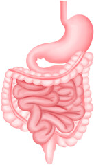  Gastrointestinal Tract: Stomach and Intestines