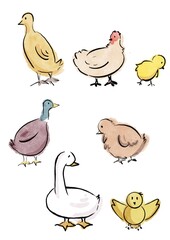 kind of chicken digital illustration