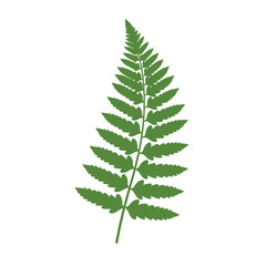 Simple Green Fern Leaf Illustration