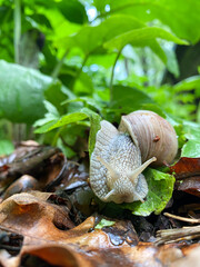 snail on a leaf