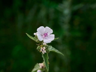 Closeup of marsh-mallow in bloom with blurred background