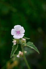 Closeup of marsh-mallow in bloom with blurred background