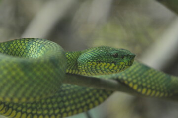 Tropidolaemus subannulatus