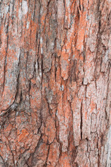 bark of a tree