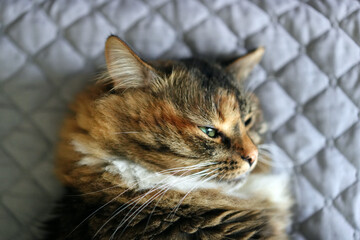 Beautiful red-gray cat lying on sofa close-up. Head of a cat lying on the gray a blanket