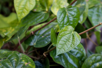 Obraz premium green leaves in the morning