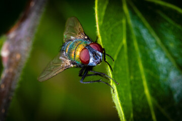 Green Bottle Fly Perched on a Leaf
