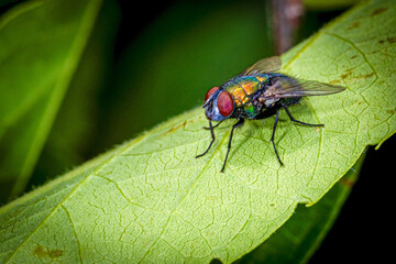 Green Bottle Fly Perched on a Leaf
