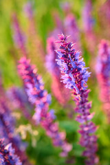 Purple sage flowers blooms in the summer meadow.