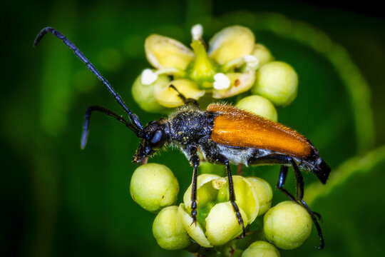 Longhorn Beetle on Green Berries