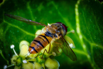 Hoverfly on Green Foliage