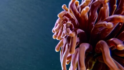 Pink sea organism with extended arms submerged underwater in sunlight conveys vitality, emergence, beauty, ocean renewal, harmony, dynamic aquatic presence