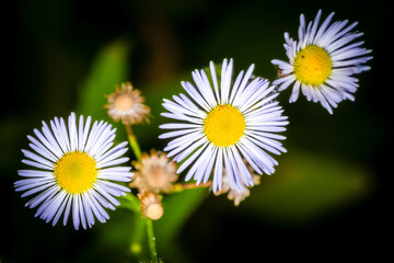 Aster Flower with Delicate Purple Petals