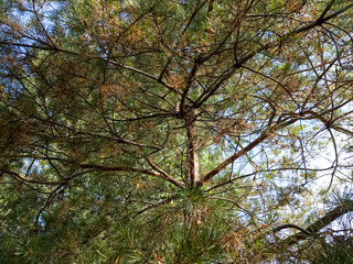 bright video with pine tree. sunny video of tall pine tree. branches and needles of coniferous tree. video 4k 60 frames. Beautiful aerial view of sunlight and tree in nature with blurred background.
