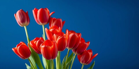Vibrant red tulips against a deep blue backdrop, blue background, blue