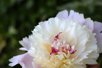 Coeur de pivoine  blanche aux éclats de rouge