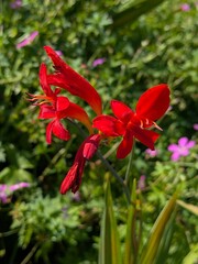 Bright red flower with curved petals and long stamens, captured in sharp detail against a soft-focus green and purple garden background under natural sunlight.