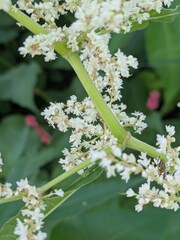 Delicate clusters of tiny white flowers bloom on tall stems, standing out against a lush green background of large leaves in a tranquil garden setting during summer.