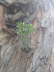 Close-up of delicate green fern-like leaves from a dawn redwood branch, standing out in sharp detail against the rough textured bark of the tree trunk in soft natural light.