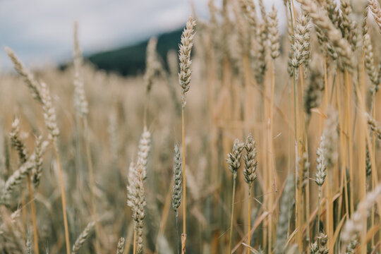 Feld