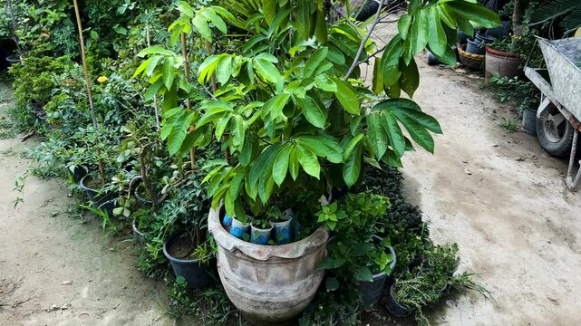 feed for indoor plants Premium Liquid Monstera Plant Fertilizer - 3-1-2 Concentrate for Indoor Plants and Flowers by Gardenera | Organic Plant Food for Monstera main image 0