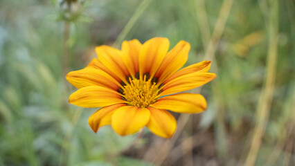 Close-up of orange gazania flower in natural blurred background
