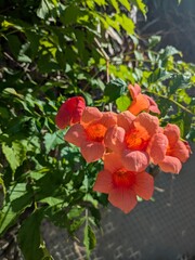 Cluster of vibrant orange trumpet-shaped flowers in full bloom, bathed in sunlight, surrounded by lush green foliage in a garden setting, showcasing natural beauty and vivid colors.