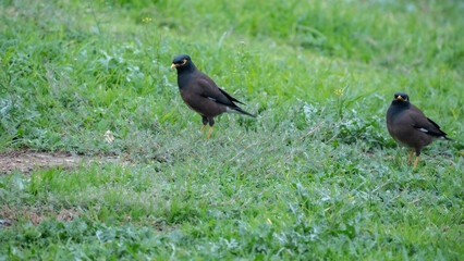 Two common mynas walking on green grass in natural setting

