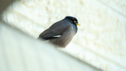 Common myna perched on slanted urban surface
