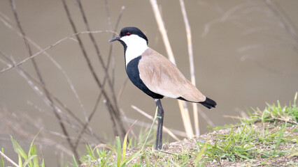 Spur-winged lapwing standing on riverbank near water
