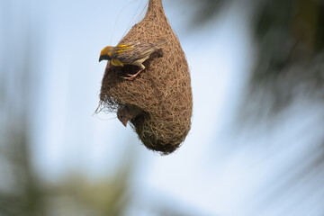 A vibrant close up of Baya weaver bird clinging to its intricately woven hanging nest, showcasing natures architectural marvels and avian craftsmanship.
