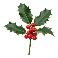 Ultra-realistic photograph of vibrant dark green, glossy, spiky holly leaves with bright red berries on a short stem, isolated on a transparent background with abundant copy space, Christmas holiday