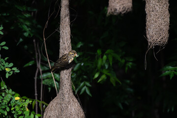 A vibrant close up of Baya weaver bird clinging to its intricately woven hanging nest with insect in mouth, showcasing natures architectural marvels and avian craftsmanship.