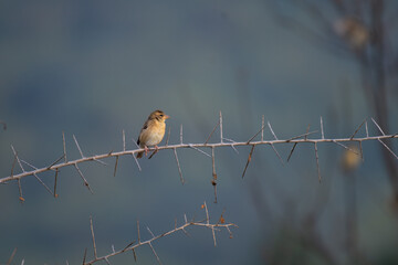 A small Baya weaver perches delicately on a dry, thorny branch against a soft, blurred background.