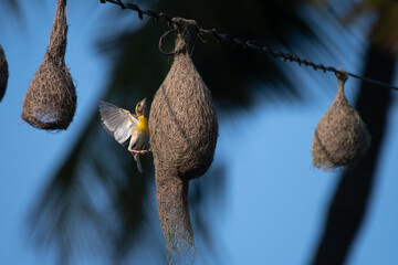 A vibrant close up of Baya weaver bird clinging to its intricately woven hanging nest, showcasing natures architectural marvels and avian craftsmanship.