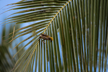 A small vibrant Baya weaver bird hanging upside down from a coconut palm frond, collecting nesting...
