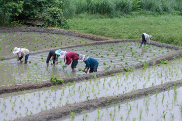 Farmers grow rice in terraced fields on hillsides during the rainy season, planting sanpatong 1 rice variety.