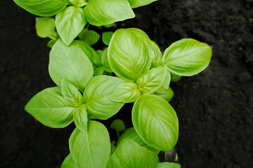 Green basil growing in the garden. Close-up of fresh young basil in the vegetable field. Concept of growing healthy food.