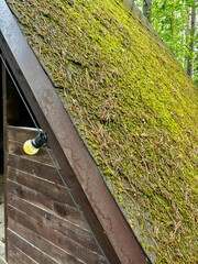 Triangular roof slope with moss and vegetation on top