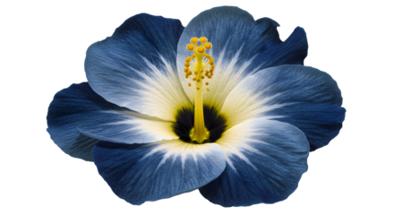 single hibiscus flower with soft blue petals fading into white and warm yellow at the center