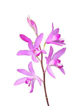 シランの花