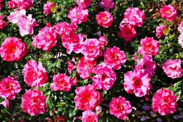 Fototapeta premium Background a glade of pink rose flowers against a background of bright greenery on a clear sunny day. Flora is the nature of a plant.