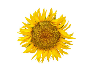 太陽のようなヒマワリの花