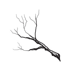 Hand Drawn Bare Tree Branch in Vintage Engraving Style.
