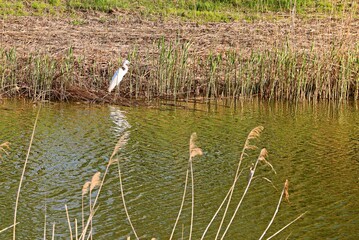 White heron on a small lake
