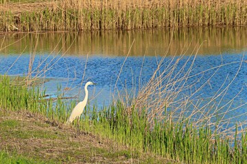 White heron on a small lake
