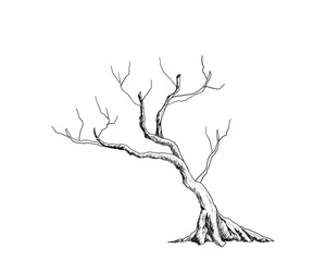 Hand Drawn Bare Tree Branch in Vintage Engraving Style.

