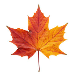 Fototapeta premium A single, perfectly preserved, vibrant autumn maple leaf, showcasing deep reds, bright oranges, warm yellows, and intricate venation, isolated on a transparent background with copy space, top-down